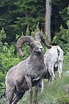 Big Horn Sheep on a Tour with Cody Shuttle