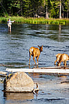 Fly-fishing with young Elk spetators