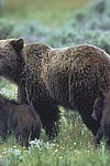 Grizzly Bear with Cubs in Yellowstone