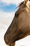 Majestic horse looking into the sky