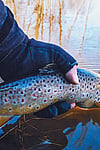 Pulling a nice Rainbow Trout out of a fishing hole