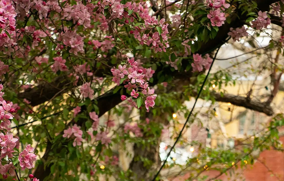 Special event with flowers on tree blooming