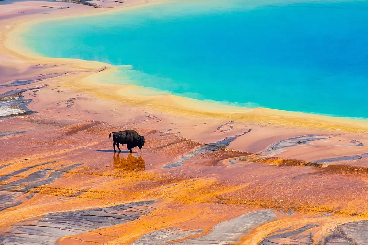 Bison standing at Grand Prismatic thermal feature in Yellowstone National Park