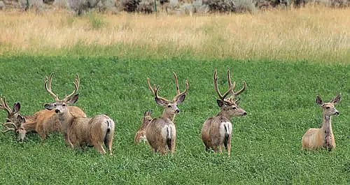 Mule deer with velvet antlers
