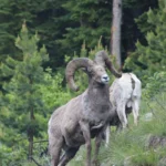 Big Horn Sheep on a Tour with Cody Shuttle