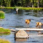 Fly-fishing with young Elk spetators