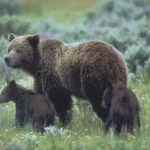 Grizzly Bear with Cubs in Yellowstone