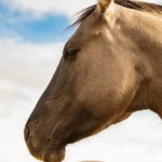 Majestic horse looking into the sky