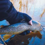 Pulling a nice Rainbow Trout out of a fishing hole