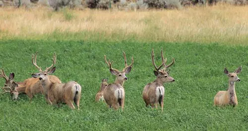 Mule deer with velvet antlers