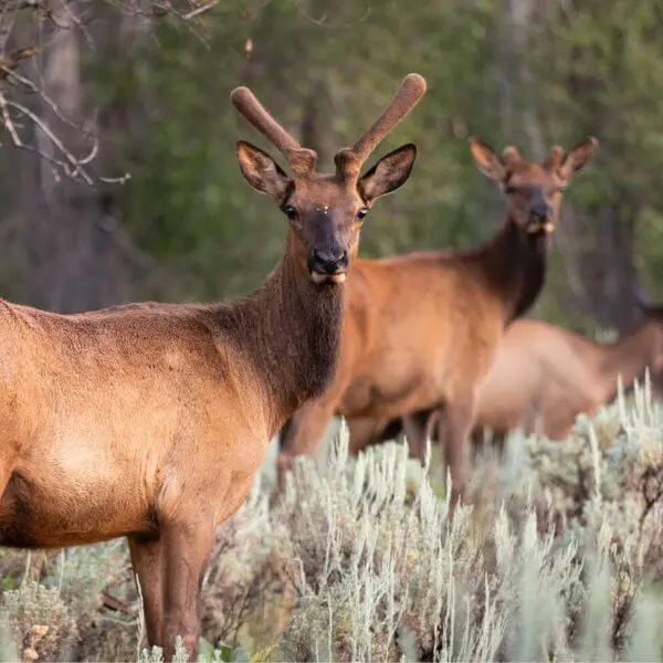 Young elk with velvet antlers
